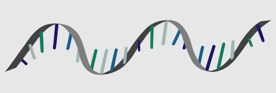 تفاوت DNA و RNA - RNA مخفف عبارت Ribonucleic Acid (اسید ریبونوکلئیک) است. 
